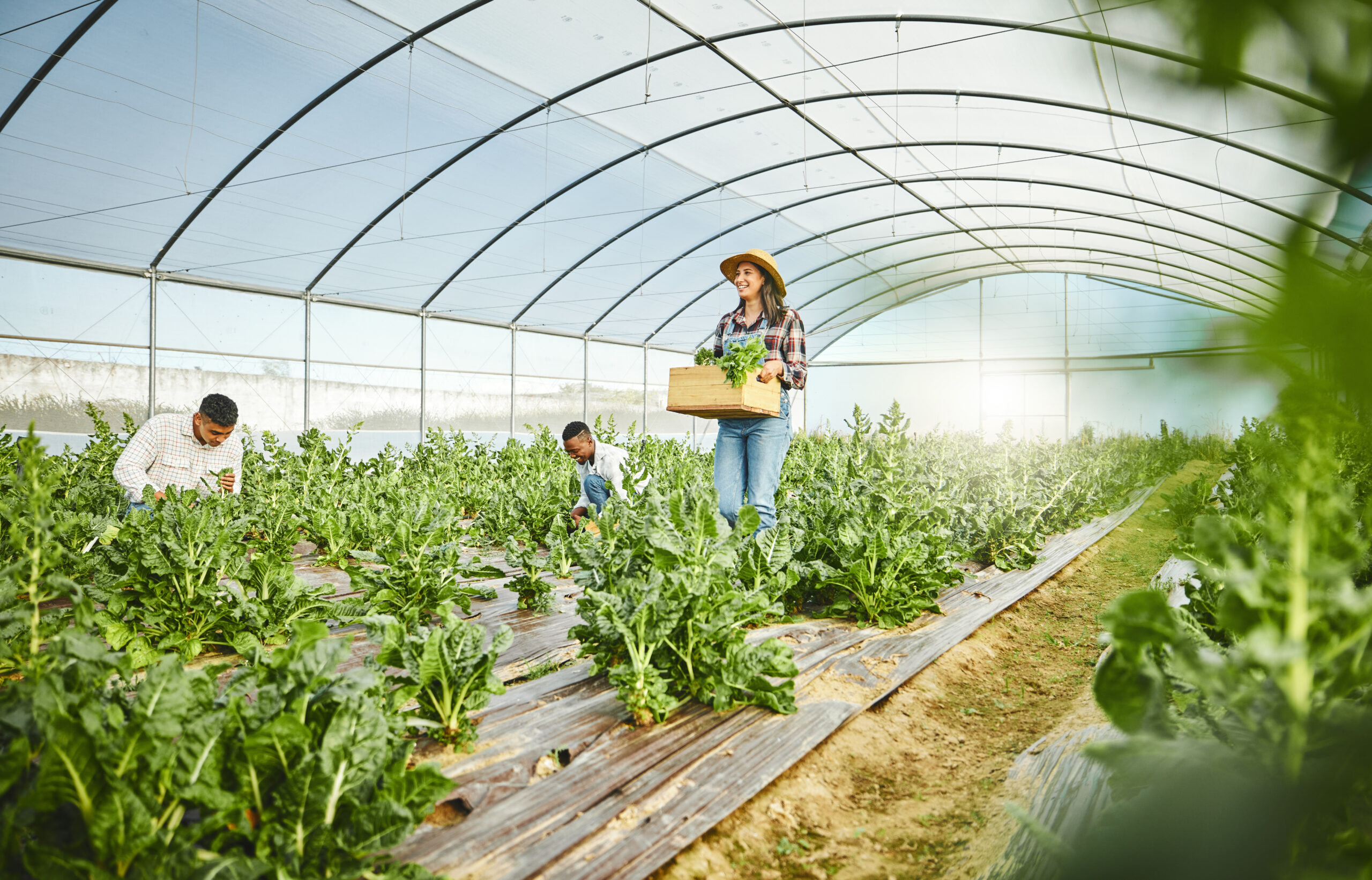 Estufa agrícola – imagem para post sobre licenciamento ambiental