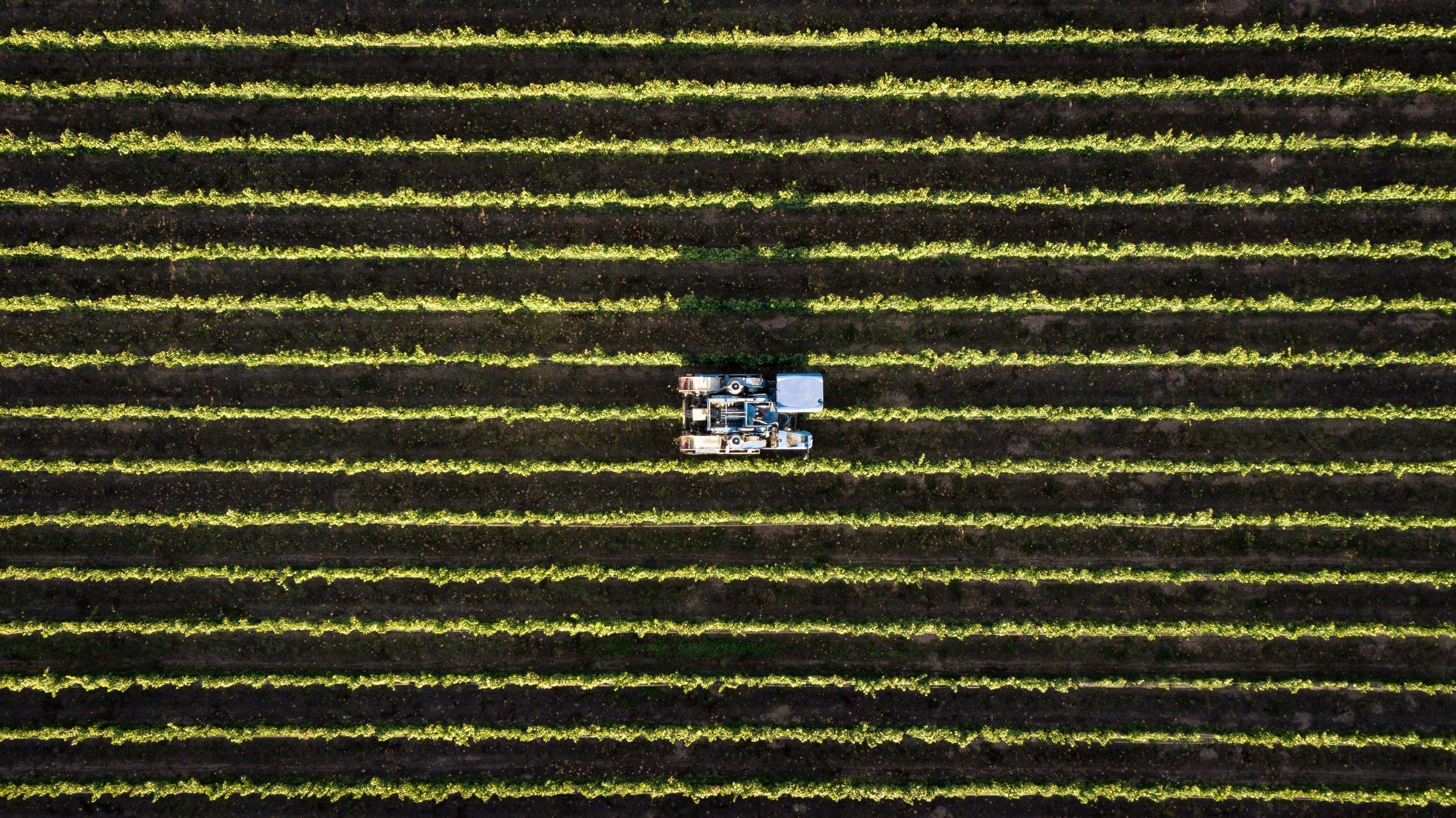 Vista aérea de um trator trabalhando entre fileiras de plantação, representando a atividade agrícola e os desafios financeiros enfrentados pelo produtor rural, como a necessidade de alongamento da dívida rural.